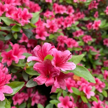 Alojamento de Acomodação e Pequeno-almoço Maison Flipot 4*